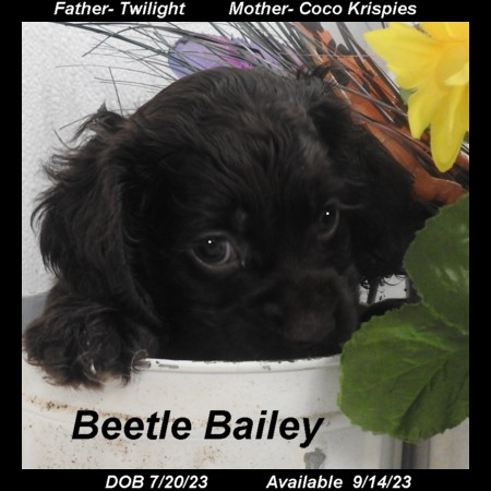 puppy, for, sale, Cocker Spaniel, Joe & Cherri  Overlease, dog, breeder, Miller, MO, dog-breeder, puppy-for-sale, forsale, nearby, find, puppyfind, locator, puppylocator, aca